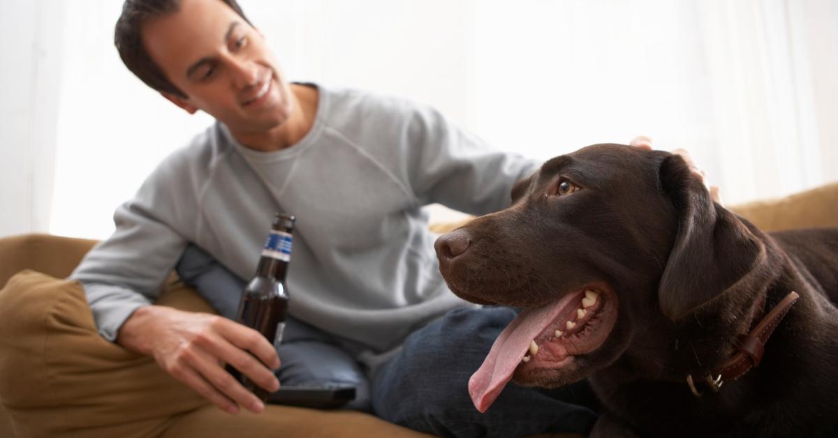 Guy drinking a beer with his chocolate labrador retriever. 