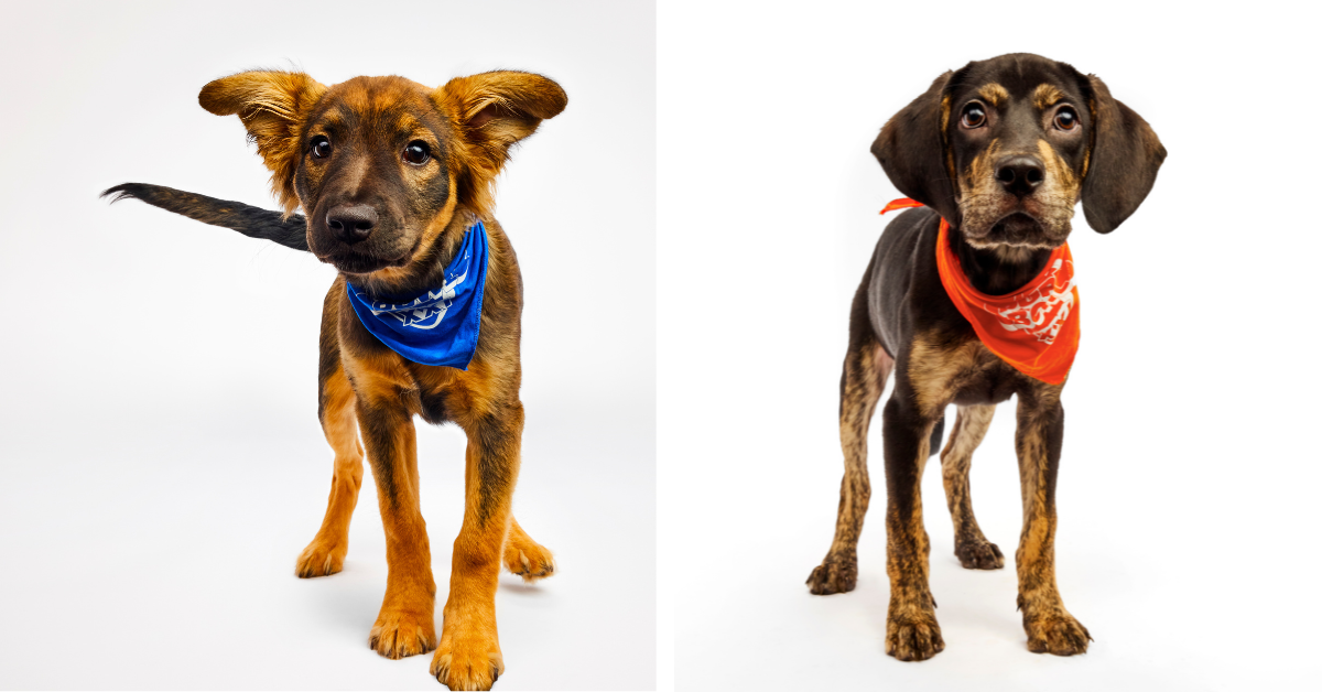 A light and dark brown puppy named Zinna wears a blue bandana while standing next to a brown and black puppy named Tina wearing an orange bandana