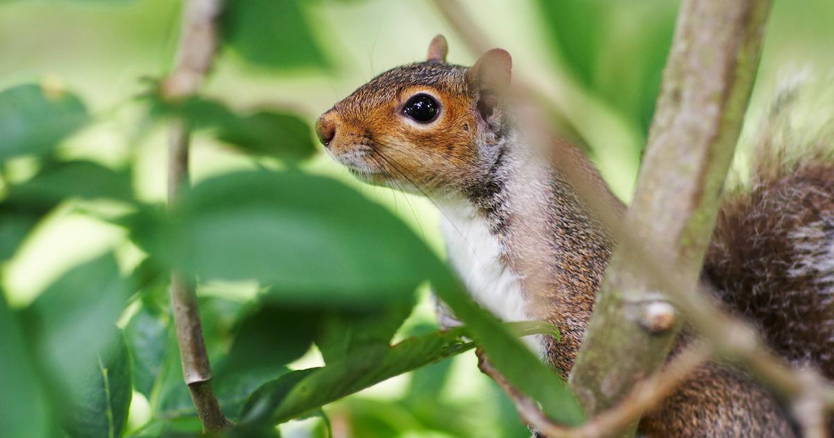 Squirrel in the woods.