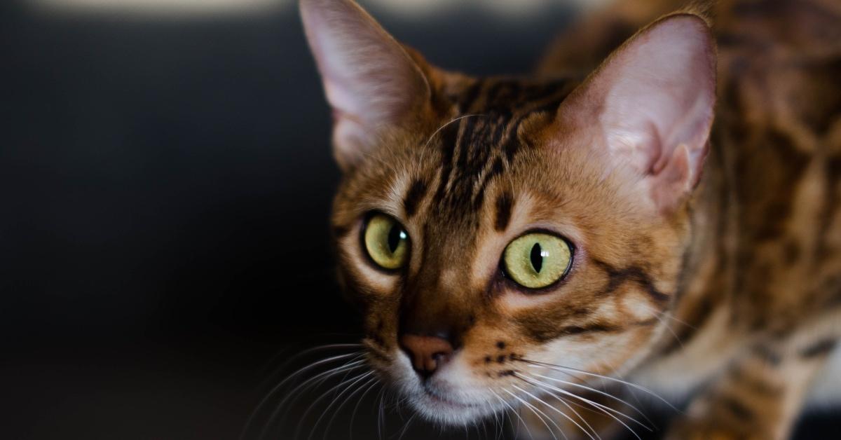 Bengal cat deals hypoallergenic