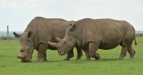 The last two northern white rhinos on the planet.