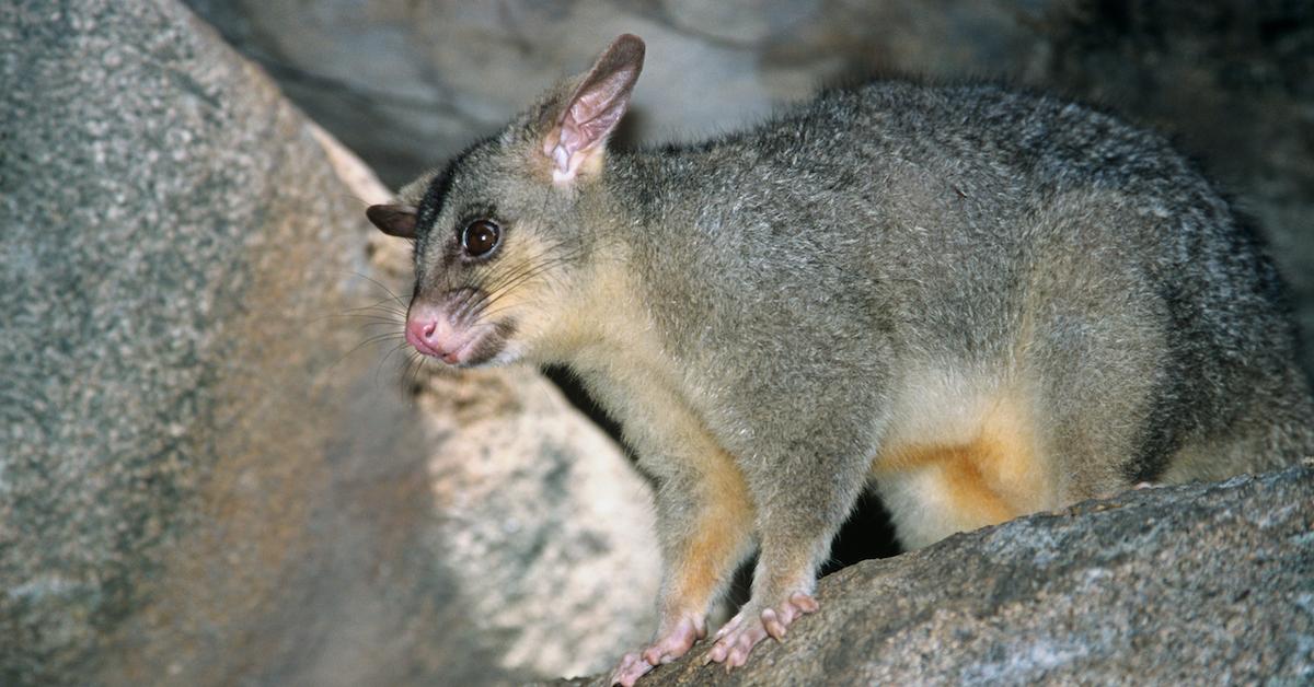 What Do Possums Eat? Can You Feed Baby Possums?