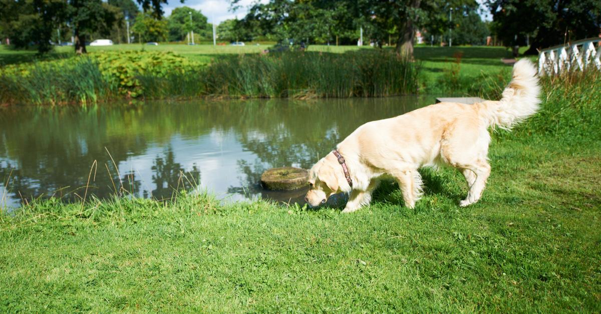 do dogs eat grass because of worms