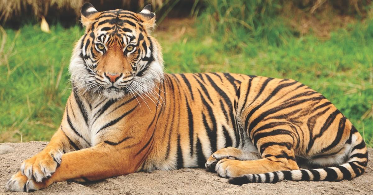 A Bengal tiger rests on a rock 