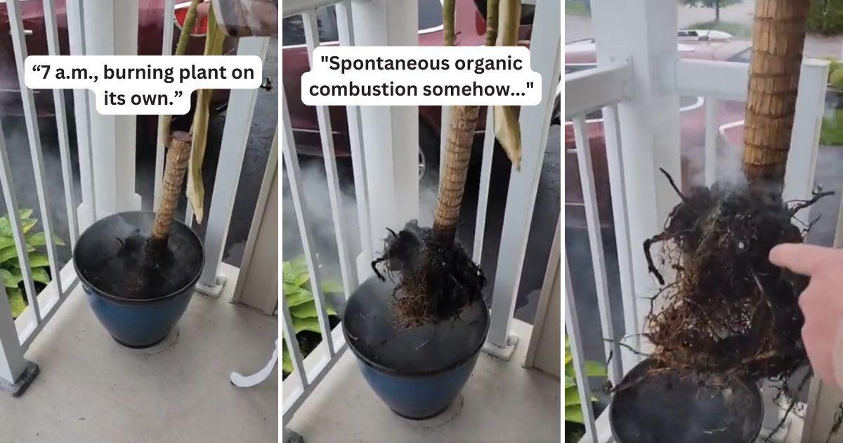 The homeowner shows her plant on fire. (Cover Image Source: Reddit | u/SimpleWays421)