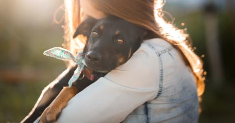 foster a dog for a day