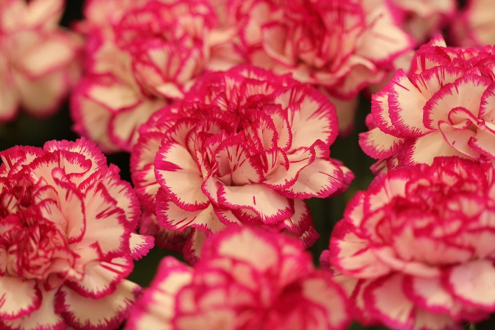 A close up of carnations. 