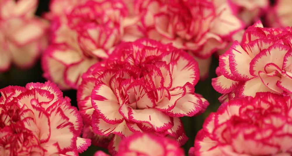 Are Carnations Toxic to Cats? Here's What to Know
