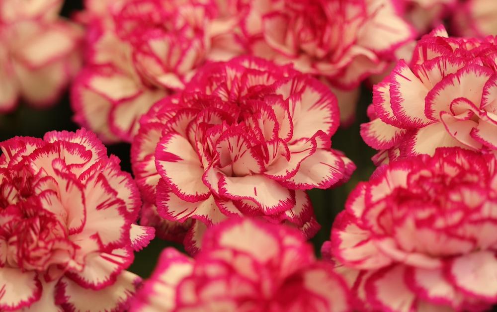 Are Carnations Toxic to Cats? Here's What to Know