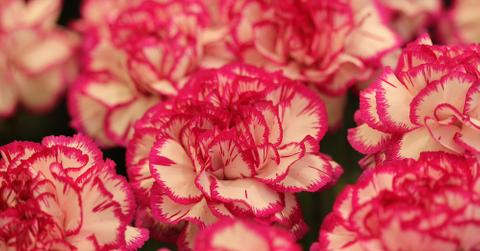 A close up of carnations.