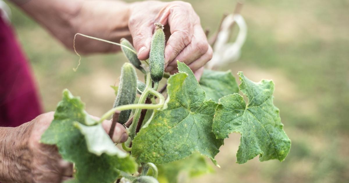 Cucumber plants