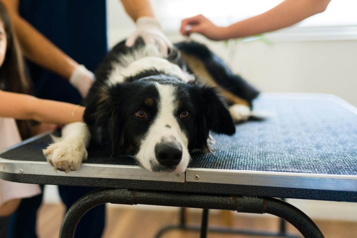 border collie lying on a treatment table, with two people adjusting his body