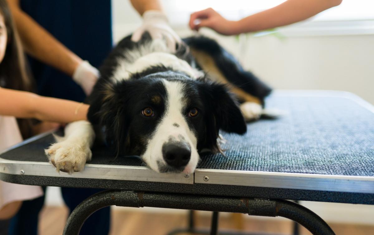 Chiropractor for dogs near me