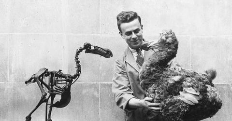 Extinct Dodo Bird Reconstructed