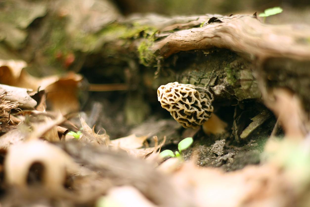 Morel mushroom inside log 