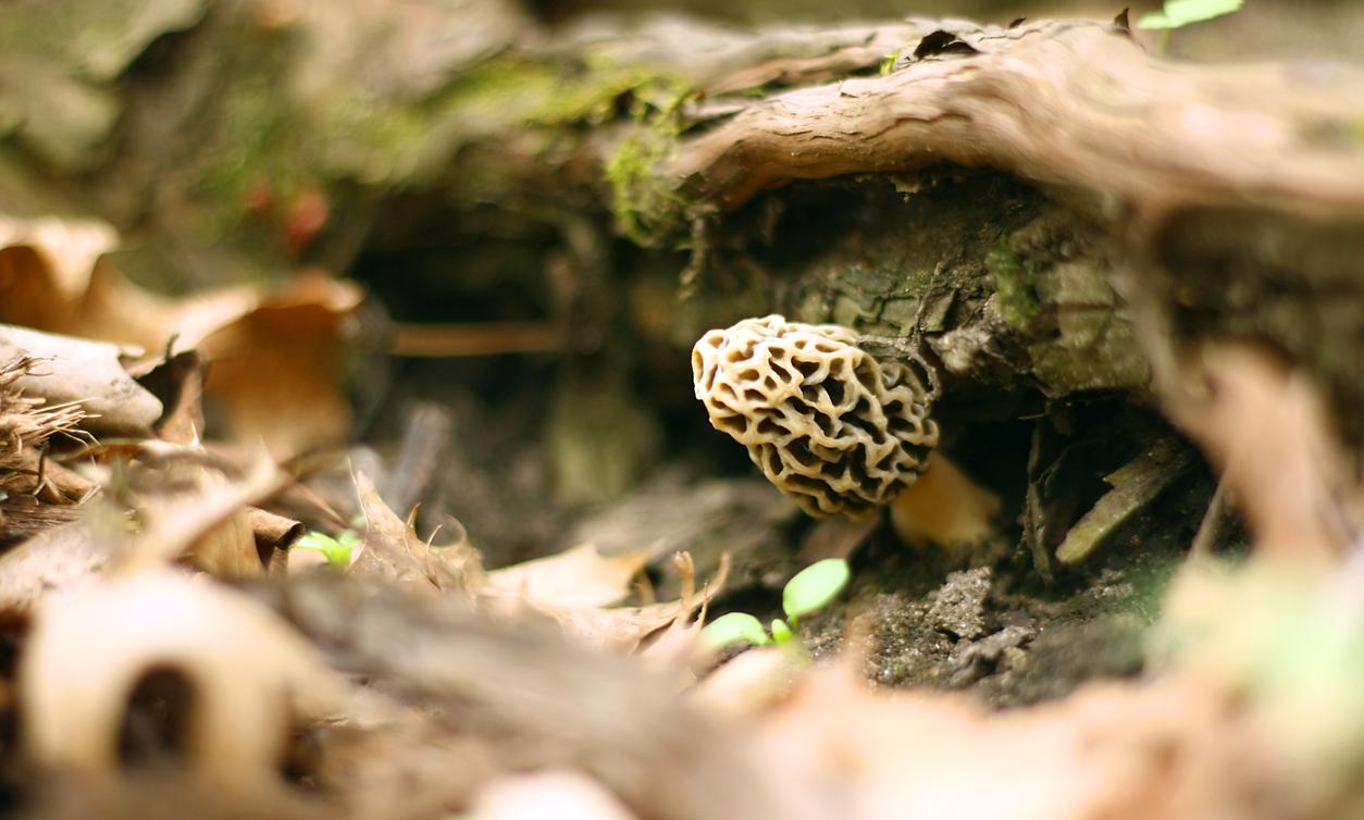 These Are the Best Places to Find Morel Mushrooms