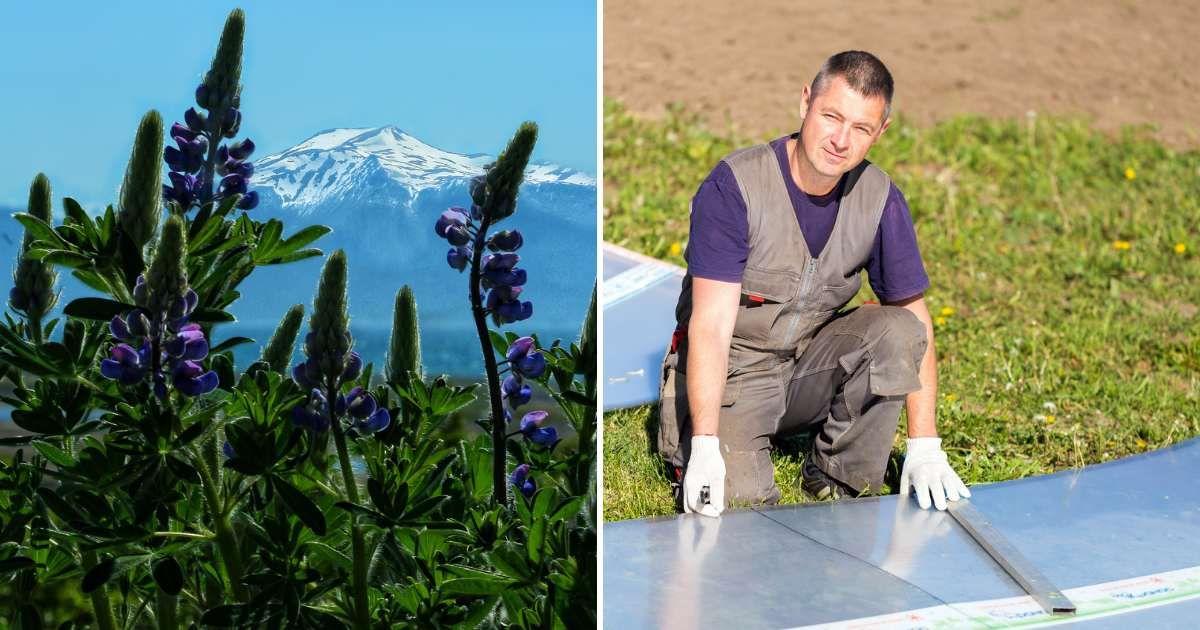 (L) Mount Spurr in Alaska with a foreground of purple trees, (R) Man covering his garden with sheets. (Representative Cover Image Source: Getty Images | (L) Amanda Wayne, (R) Evgeny Tkachev)