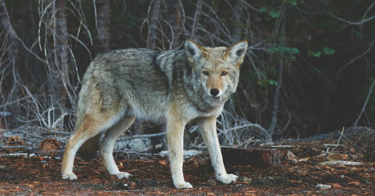 A wolf stands in the middle of some brush