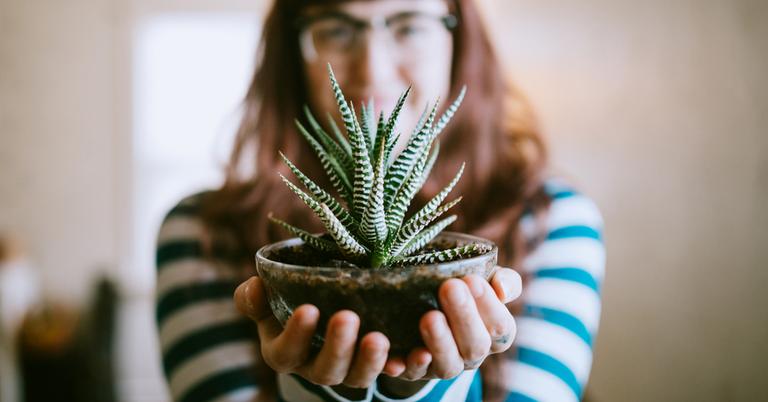 The Best Indoor Plants for Beginners