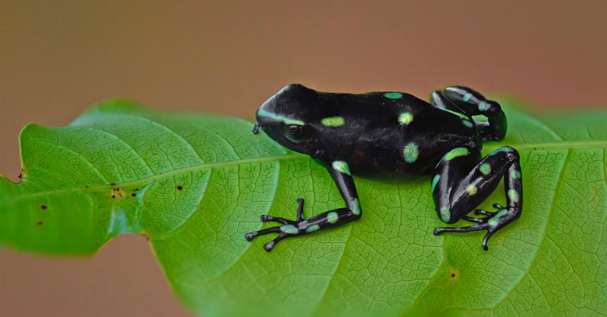 A black and green poison dart frog clings to a leaf. 