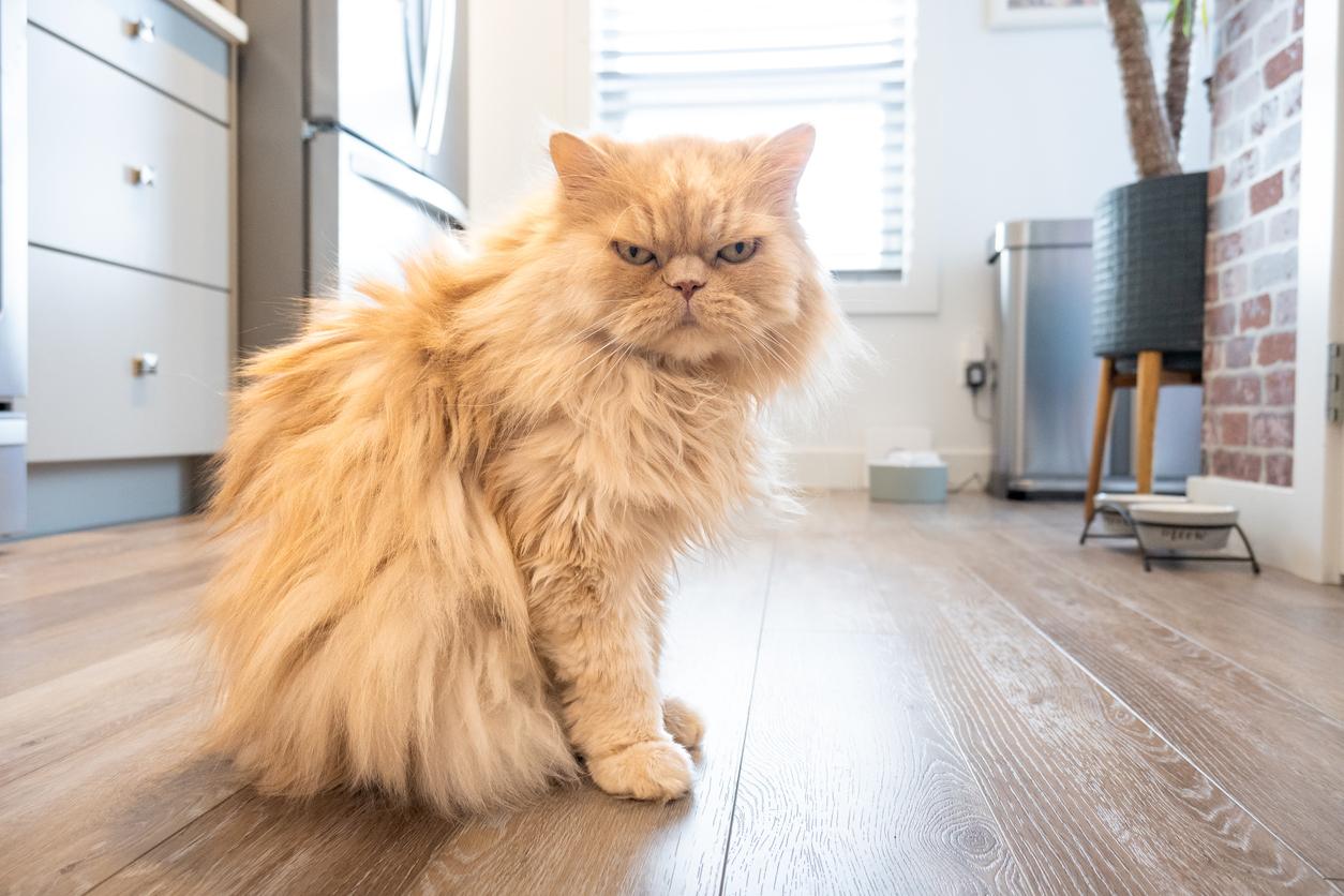 An angry cat is pictured sitting on a vinyl kitchen floor.