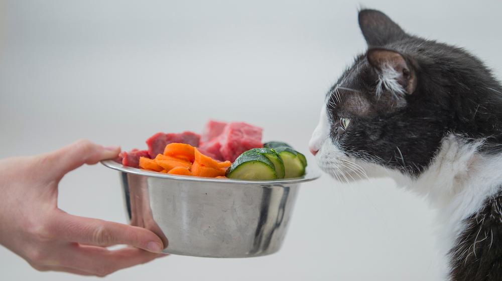 A black and white cat being presented with sliced carrots, cucumbers, and meat. 