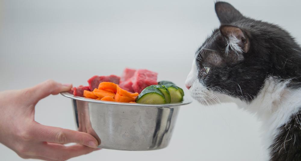 Can Cats Have Carrots? How to Serve This Veggie