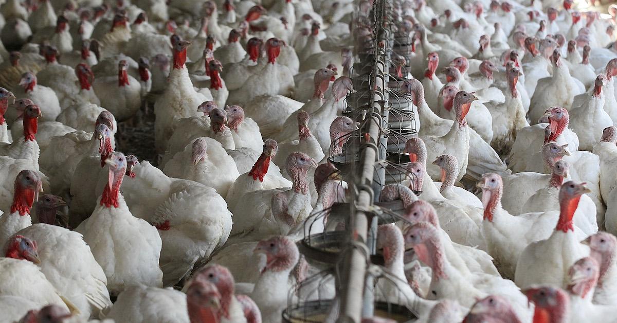 Many white turkeys in a factory farm