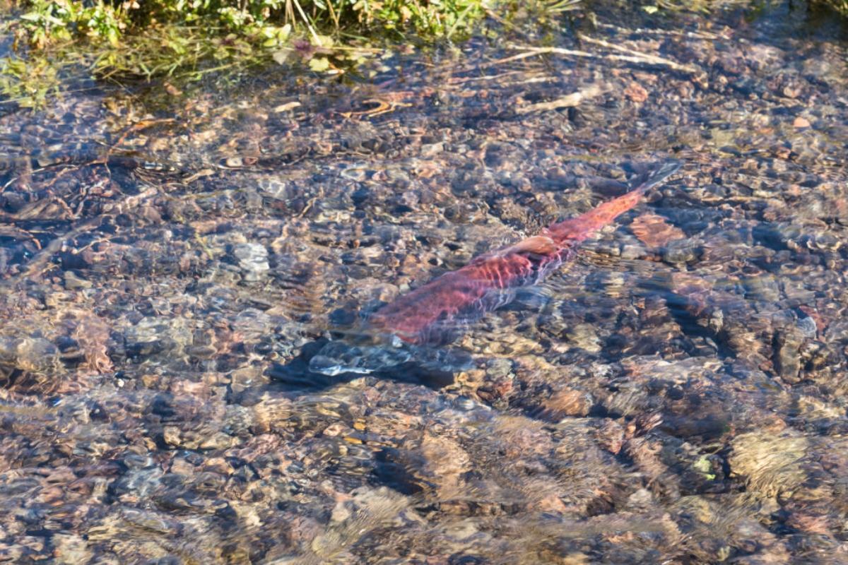 Kokanee salmon in a shallow stream