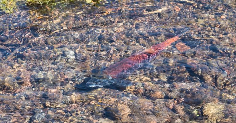 Why is Salmon Pink? The Truth Might Surprise You