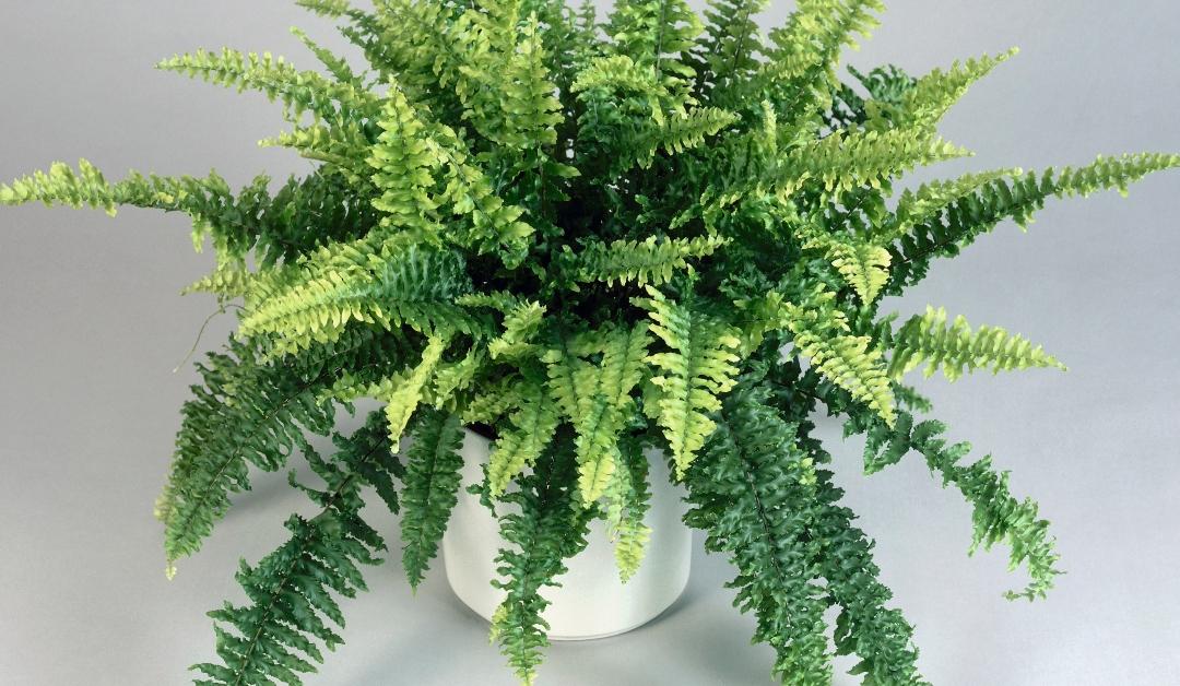 Close-up of a Boston fern in a pot on a white background 