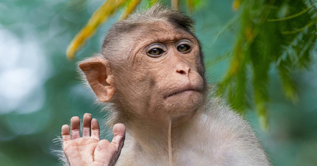 A macaque appears to wave their hand 