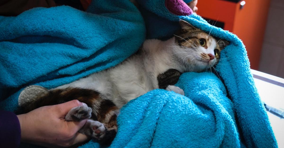 A cat is gently examined by a vet.