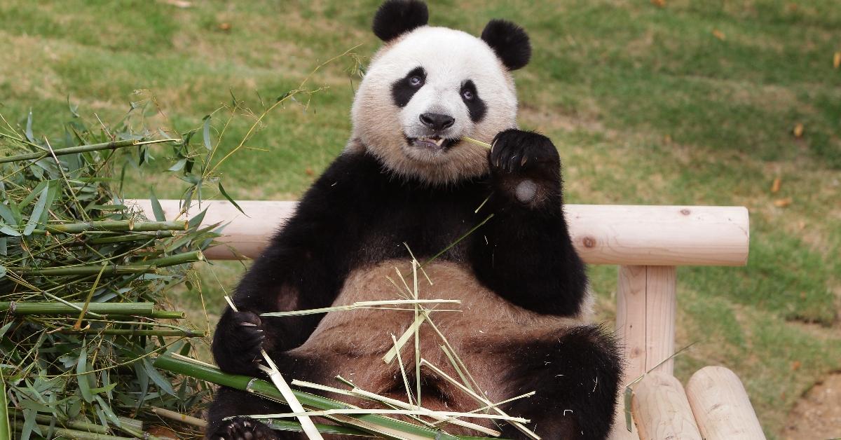 A panda eating bamboo. 