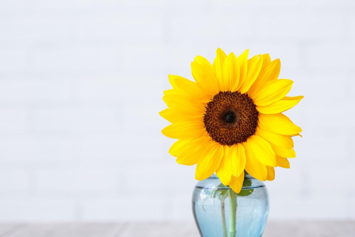 single sunflower in a vase with white background