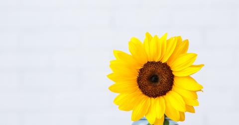 single sunflower in a vase with white background