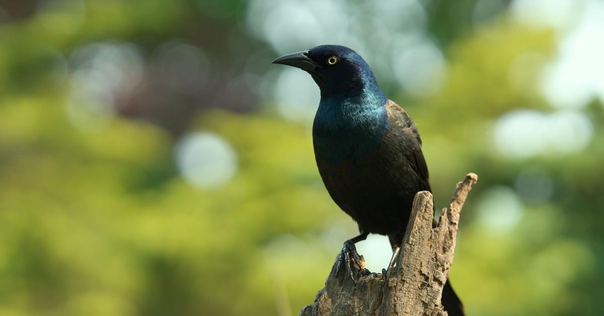 Grackle sitting on a branch