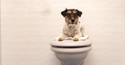 A terrier sitting on a bathroom toilet.