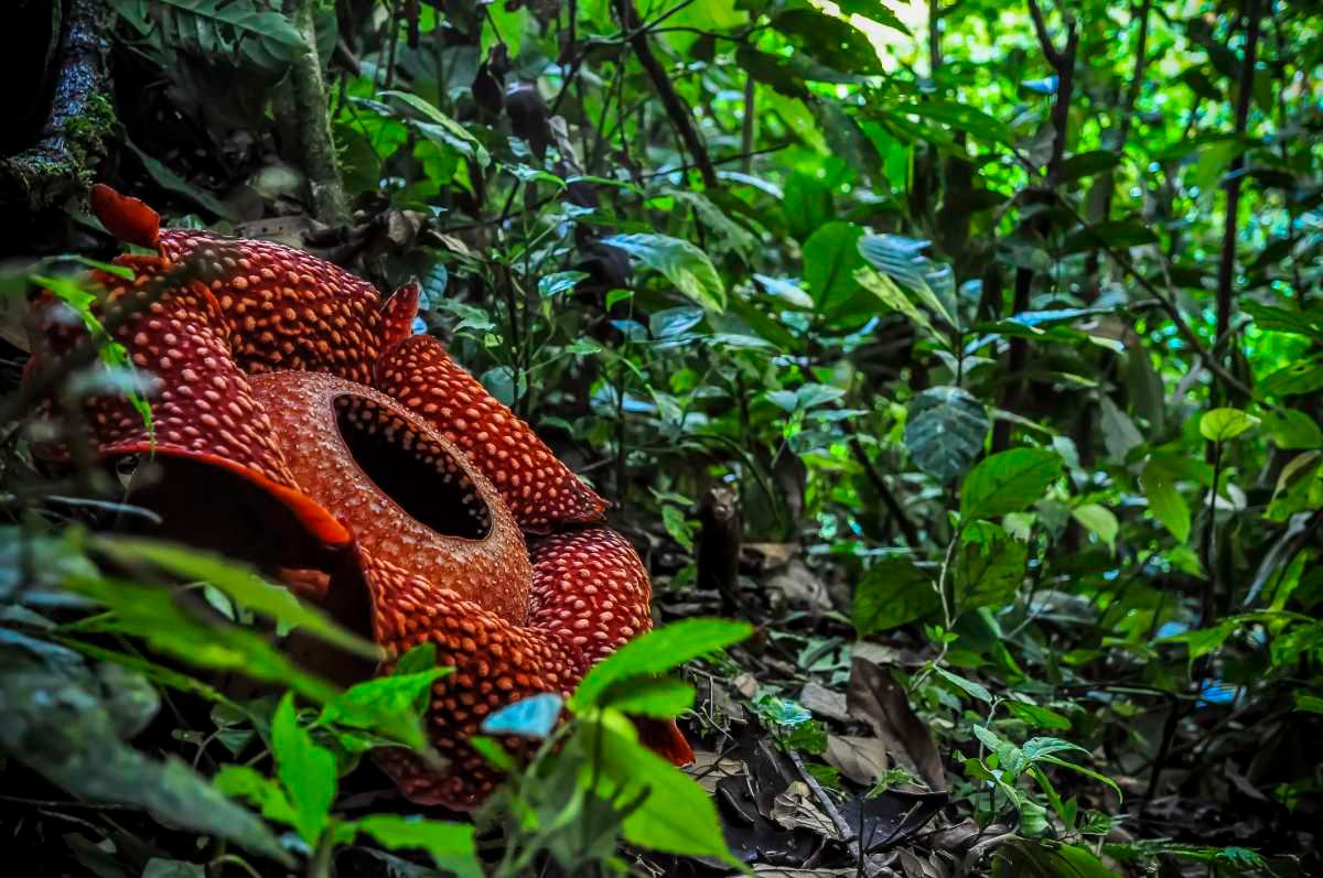 pn/fcddaa efe bac b cbecb