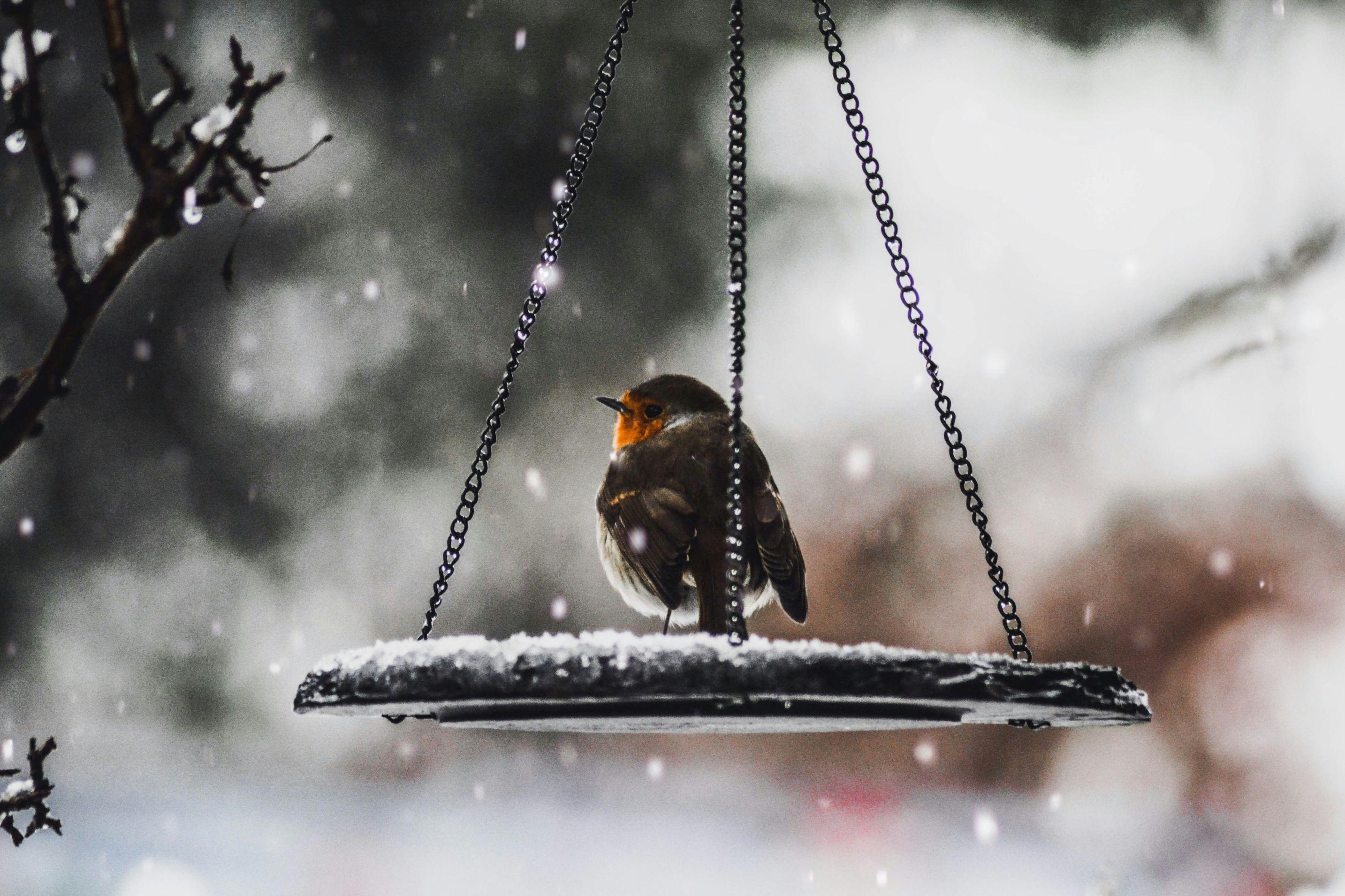 A robin appears perched on a black metal apparatus hanging from a tree as snow falls.