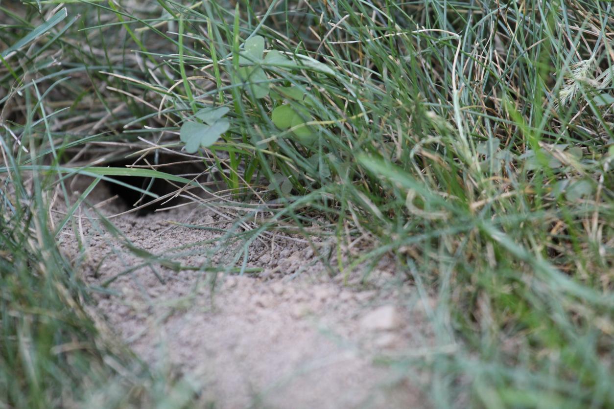 A cicada killer burrow.