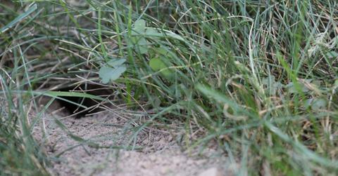 A cicada killer burrow.