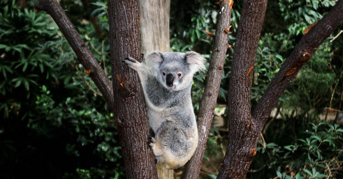 Australia Declares Koalas an Endangered Species - The New York Times