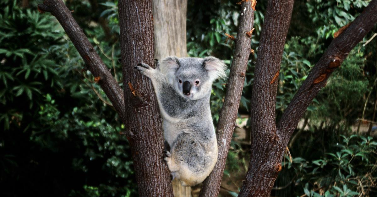 The Extinction of Koalas May Take Place Within Our Lifetime