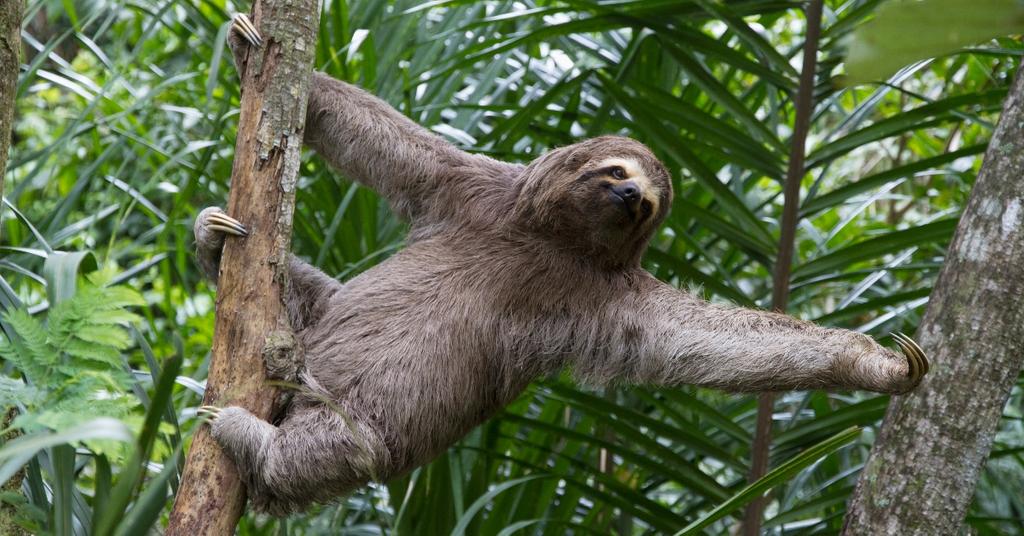 Dumbest Animals In The World We Re Dispelling These Myths Dumbest Animals In The World We Re Dispelling These Myths
