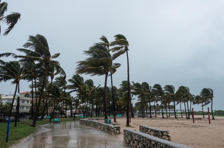 A storm at the beach whips palm trees in the wind with a gray sky. 