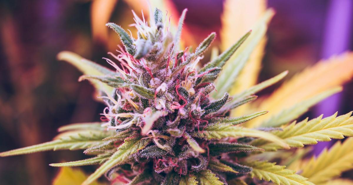 A close up of a pot plant