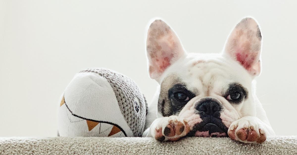 Why You Should Choose Eco-Friendly Dog Toys – Vet Organics