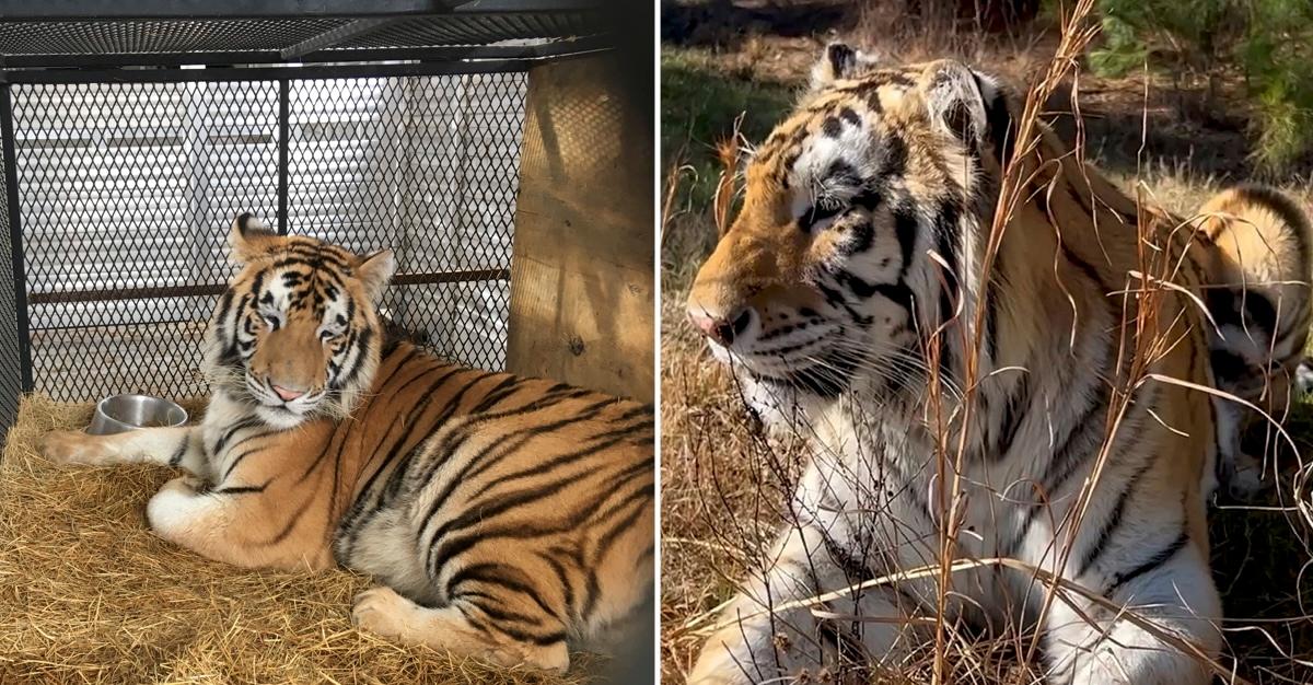 Loki the tiger in a cage; and Loki today, thriving at the animal sanctuary.