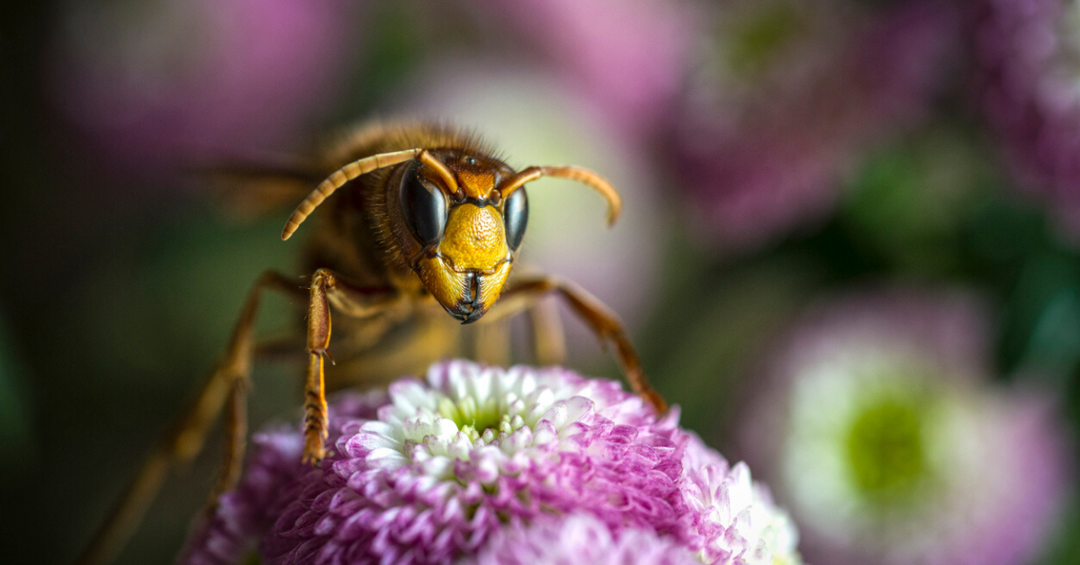 How Murder Hornets Got to the U.S.